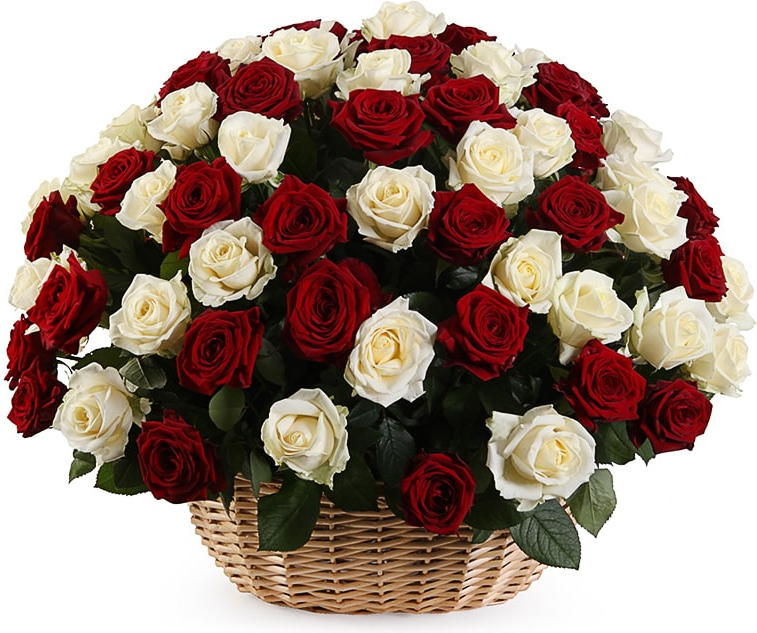 из бордовых и белых роз Букет «Шик»