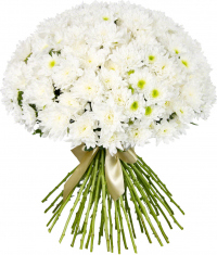 Кустовая белая хризантема Кустовая белая хризантема