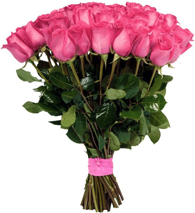 Розовые розы Голландия Розовые розы Голландия