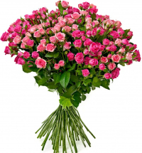 Кустовые розовые розы Кустовые розовые розы